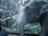 Nicole Moudaber im Artenschutzzentrum für asiatische Elefanten