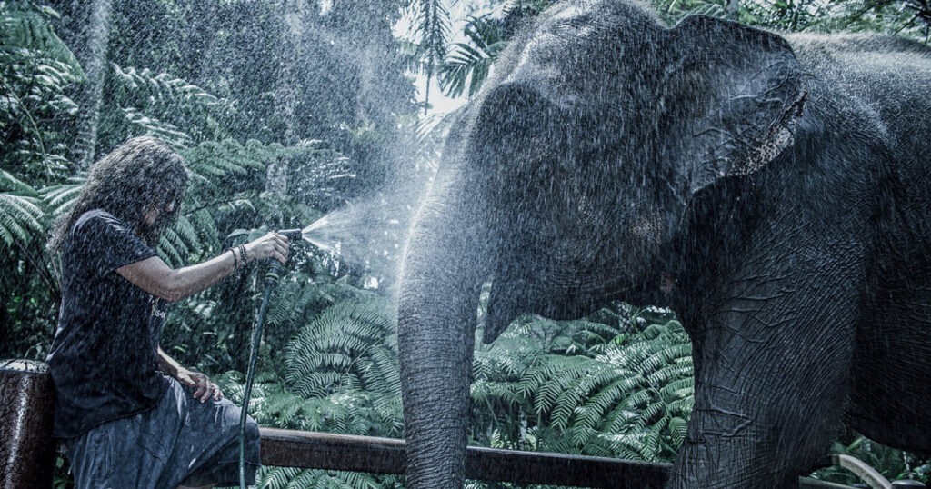 Nicole Moudaber im Artenschutzzentrum für asiatische Elefanten